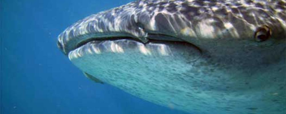 swim with whale sharks in holbox